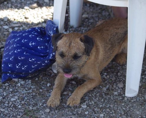 Border Terrier Treffen