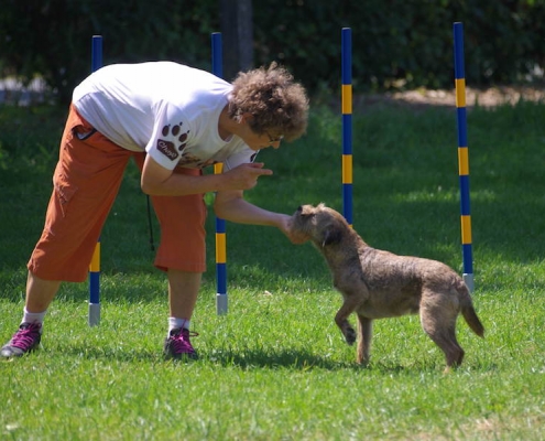 Border Terrier Treffen