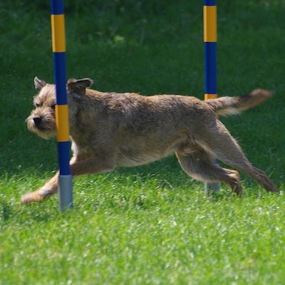 Border Treffen 2019 - Agility