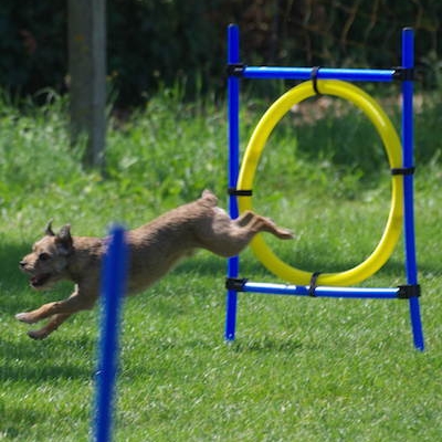 Border Treffen 2019 - Agility