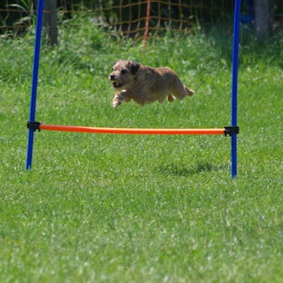 Border Treffen 2019 - Agility