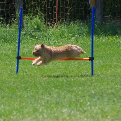 Border Treffen 2019 - Agility