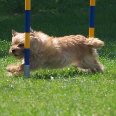 Border Treffen 2019 - Agility