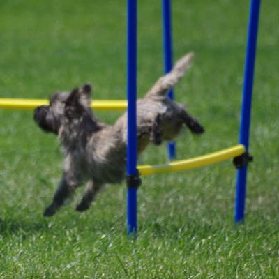 Border Treffen 2019 - Agility