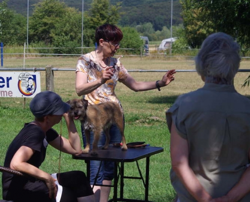 Border Terrier beim Trimmen