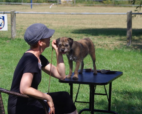 Border Terrier Treffen