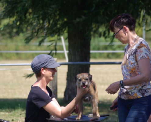 Border Terrier Treffen