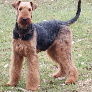 Airedale Terrier Welpen