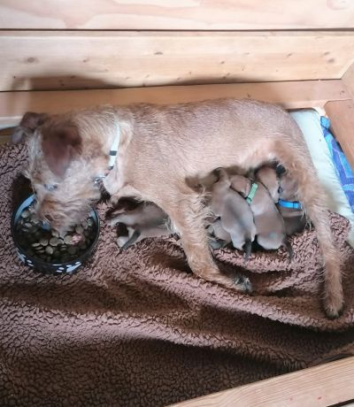 Irish Terrier Mama Galatea mit ihren Welpen bei der Fütterung