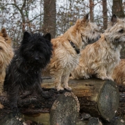 Terrier