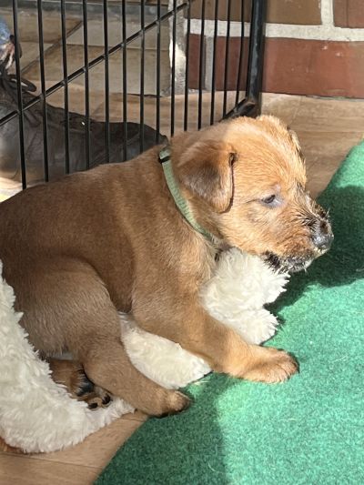 Irish Terrier Welpe