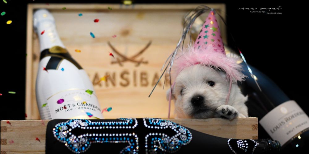 Happy New Year von Terrier.de