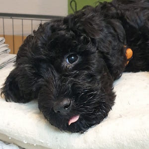 Terrier Welpen