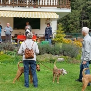 Einladung zum Irish Terrier Treffen 2023 in Tirol