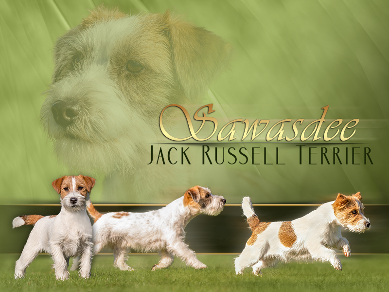 Sawasdee Jack Russell Terrier