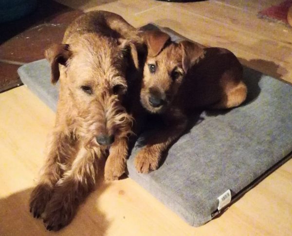 Irish Terrier Mama Galatea mit Sohn Jonny