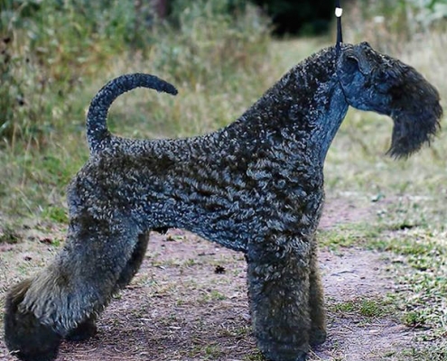 Kerry Blue Terrier Loughborough Suite Luthar for Nash Avgust