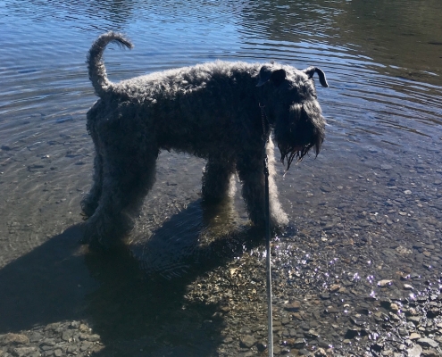 Kerry Blue Terrier