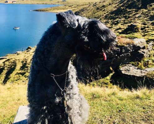 Kerry Blue Terrier