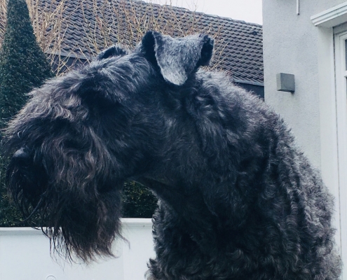 Kerry Blue Terrier