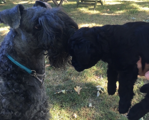 Kerry Blue Terrier