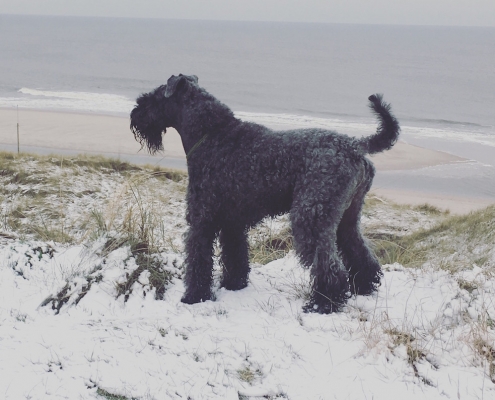 Kerry Blue Terrier