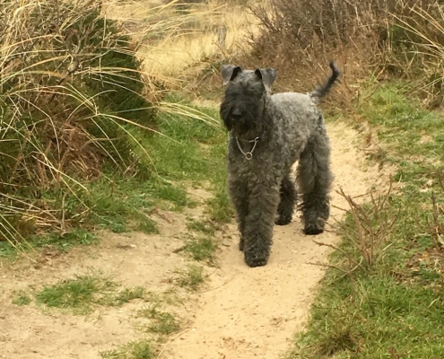 Kerry Blue Terrier