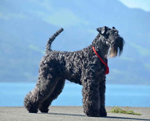 Kerry Blue Terrier Royal Winzent's