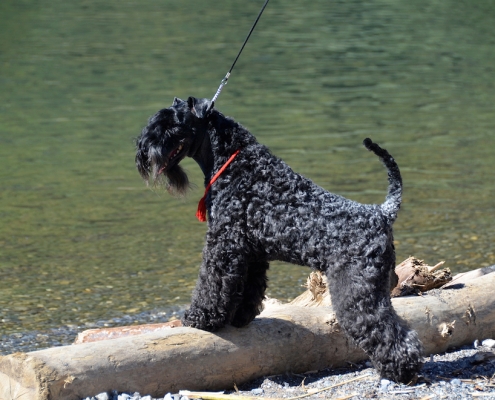 Kerry Blue Terrier Royal Winzent's