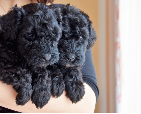 Kerry Blue Terrier Royal Winzent's Welpe