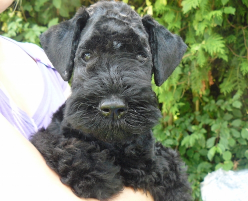 Kerry Blue Terrier Royal Winzent's Welpe