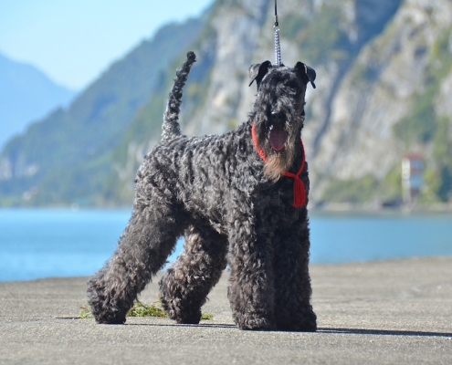 Kerry Blue Terrier Royal Winzent's