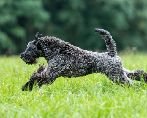 Kerry Blue Terrier Royal Winzent's