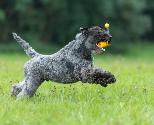 Kerry Blue Terrier Royal Winzent's