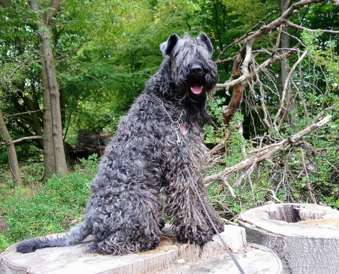 Kerry Blue Terrier Rüde Elay