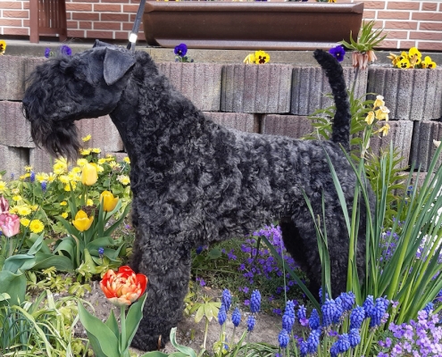 Kerry Blue Terrier Celtic Blue vom Klosterberg