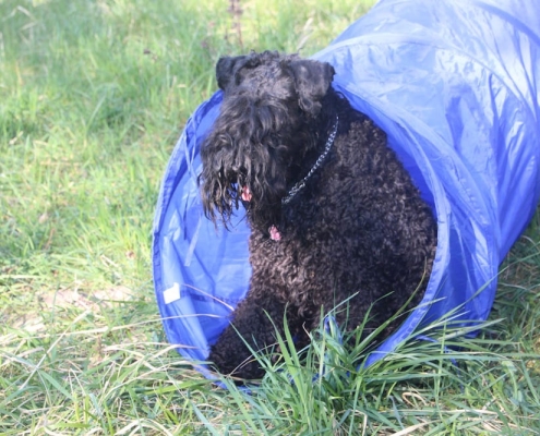 Kerry Blue Terrier Celtic Blue vom Klosterberg