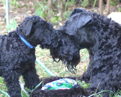 Kerry Blue Terrier Mutterliebe