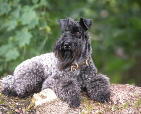 Kerry Blue Terrier Finnja The Blue of Hesterberg