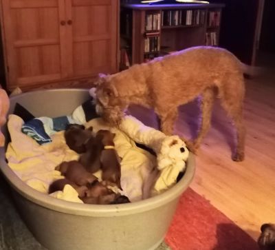 Irish Terrier mit Wurfkiste und Welpen