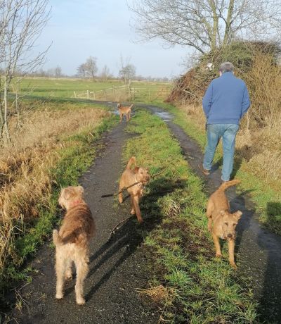 Vier Irish Terrier beim Spaziergang mit Harald