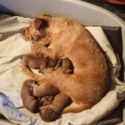 Irish Terrier Mama mit 6 Welpen