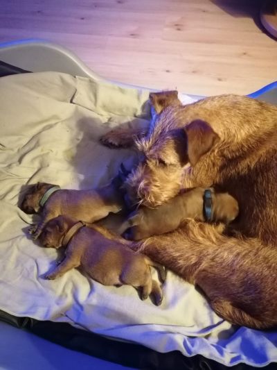 Mama Gealeta kuschelt mit ihren Welpen