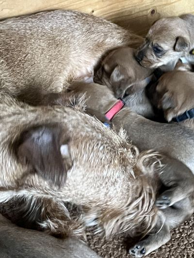 Irish Terrier Mama mit 6 Welpen