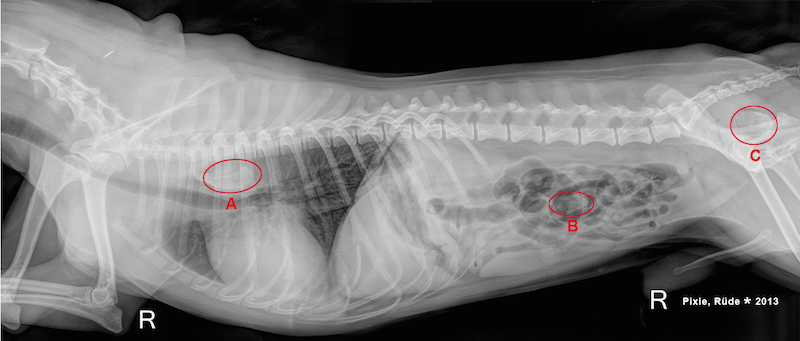 Hund verschluckt Fremdkörper Spaziergang mit gefährlichem Ausgang