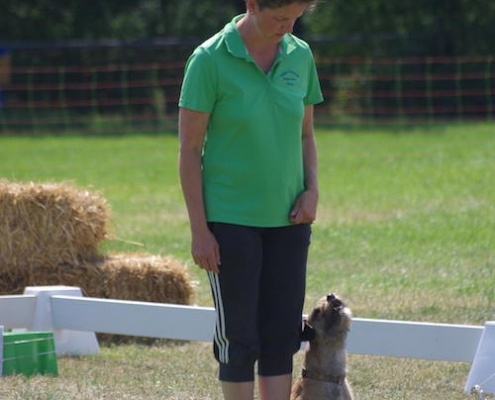 Border Terrier Treffen