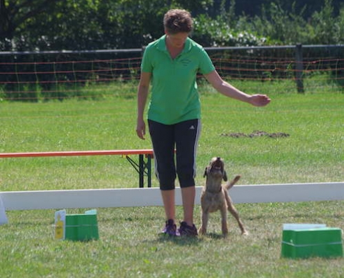 Border Terrier Treffen