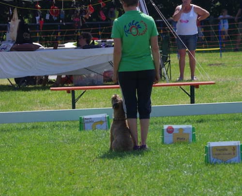 Border Terrier Treffen