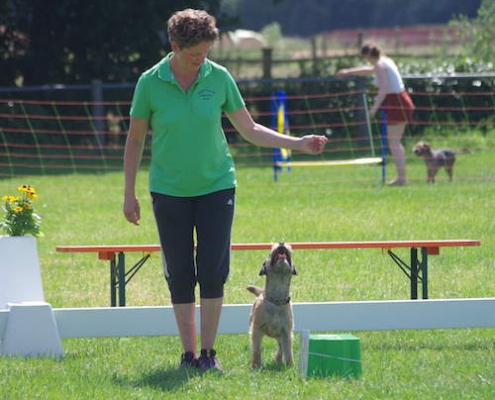 Border Terrier Treffen