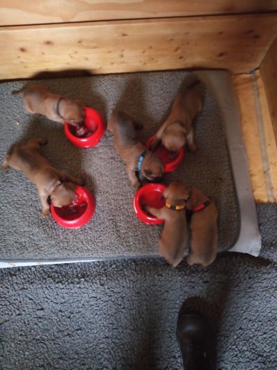 sechs kleine Irish Terrier fressen aus kleinen roten Näpfen